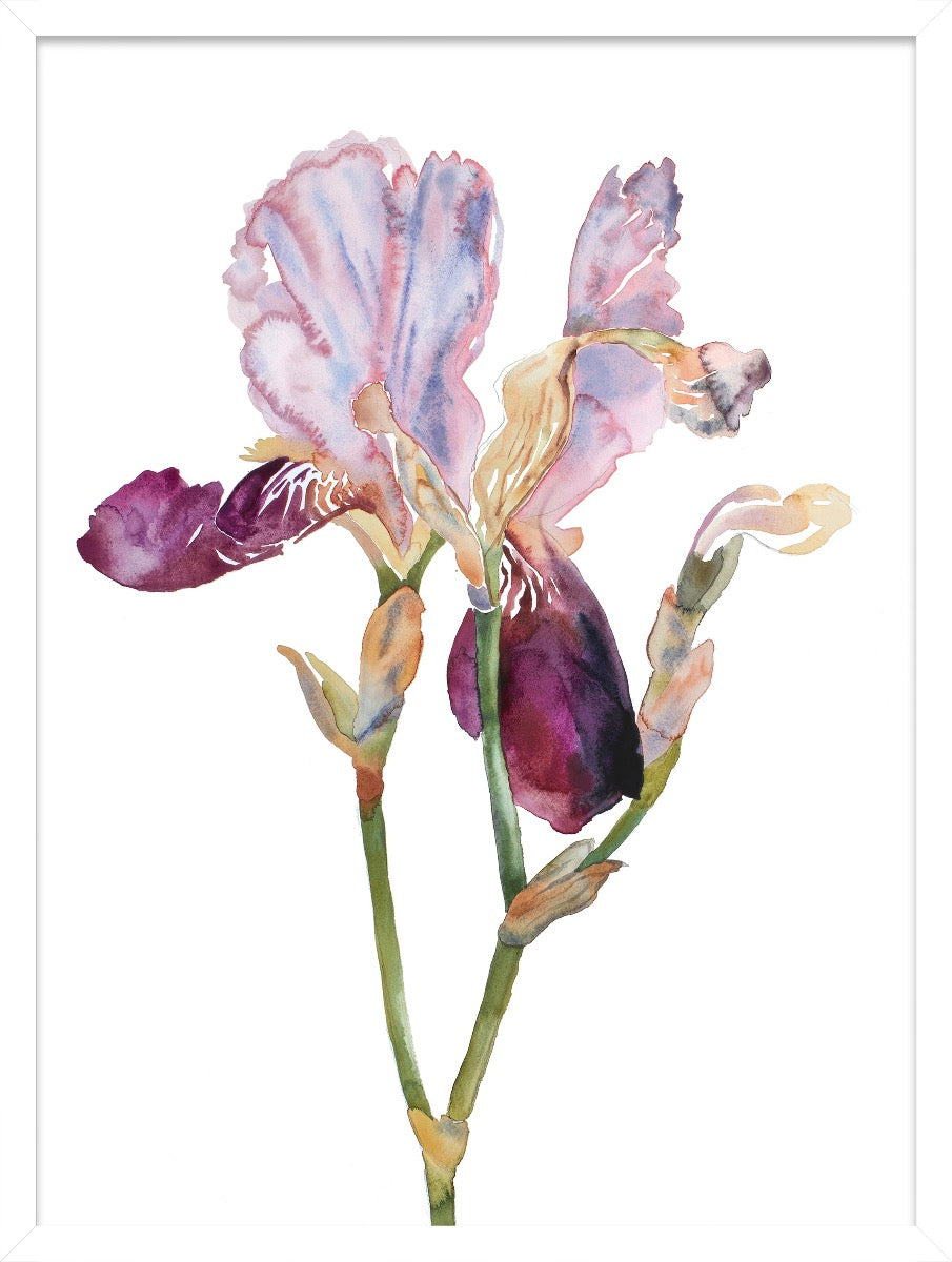 Image of "Iris No. 198"