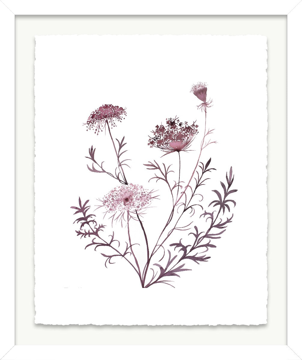 Queen Anne's Lace No. 20