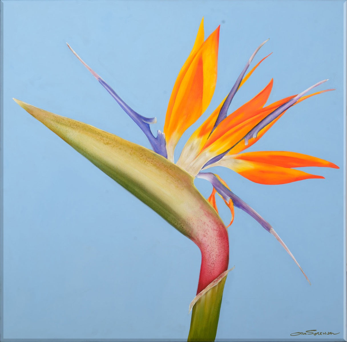 Image of "Bird of Paradise"