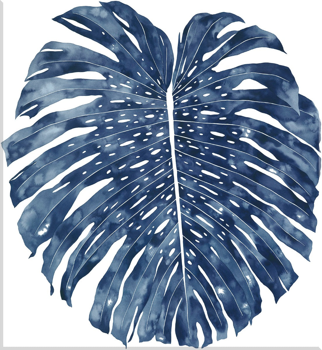 Image of "Monstera Azul"