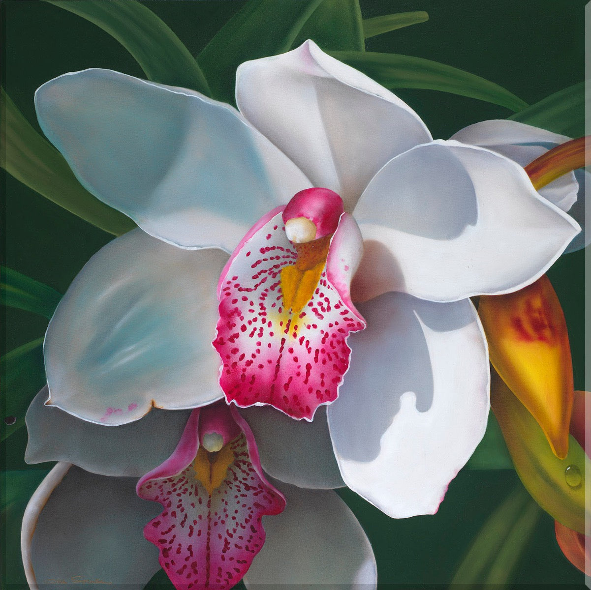 Image of "Cymbidium VII"