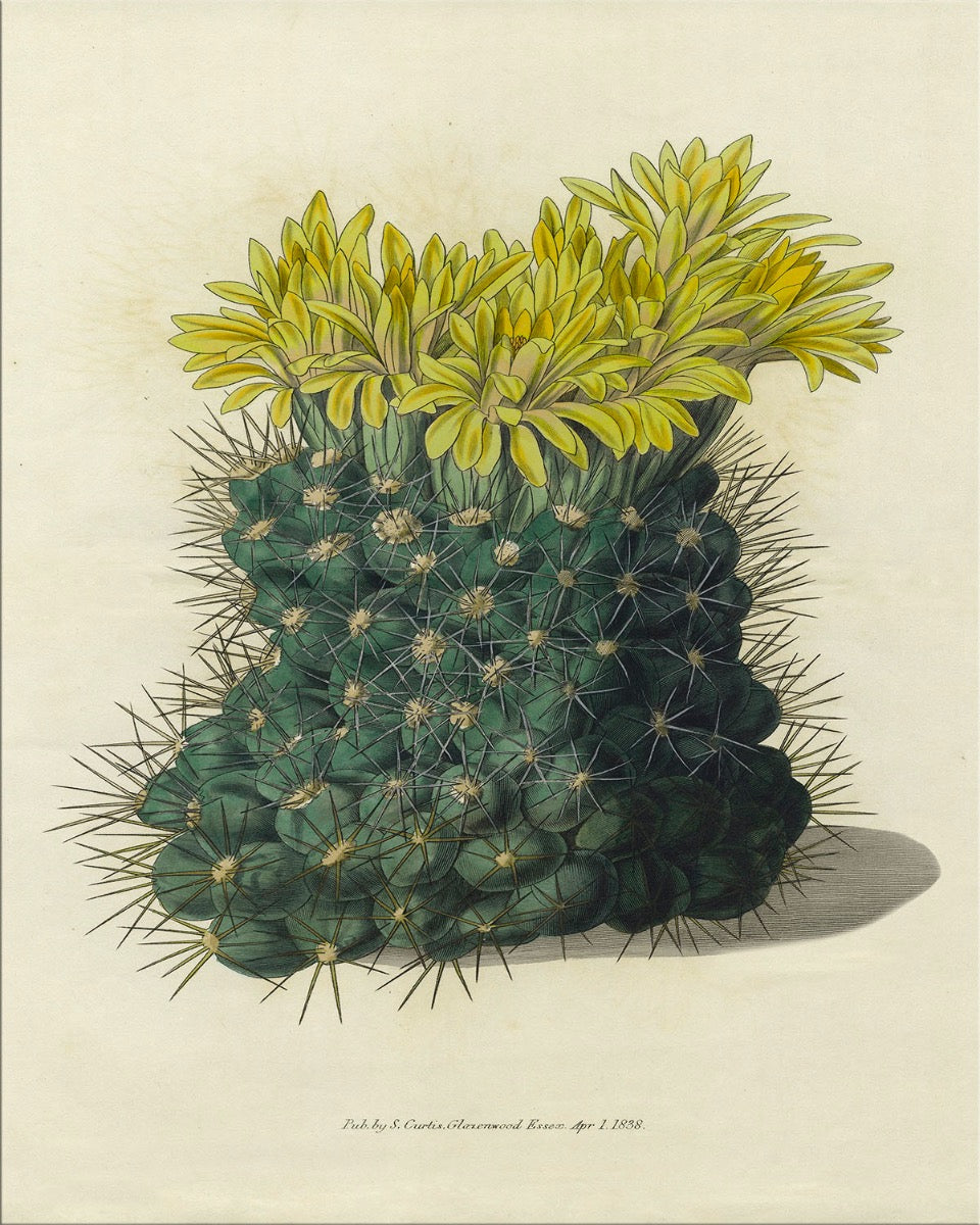 Image of "Cacti 2-B"