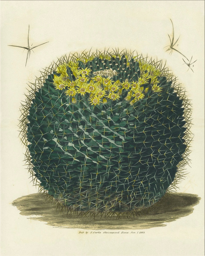 Image of "Cacti 3-B"