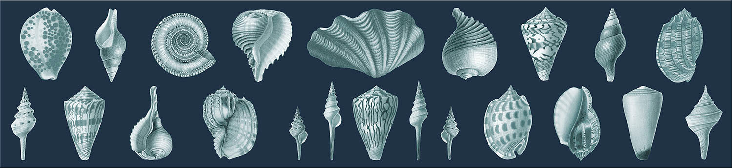 Image of "Shell We Dance"