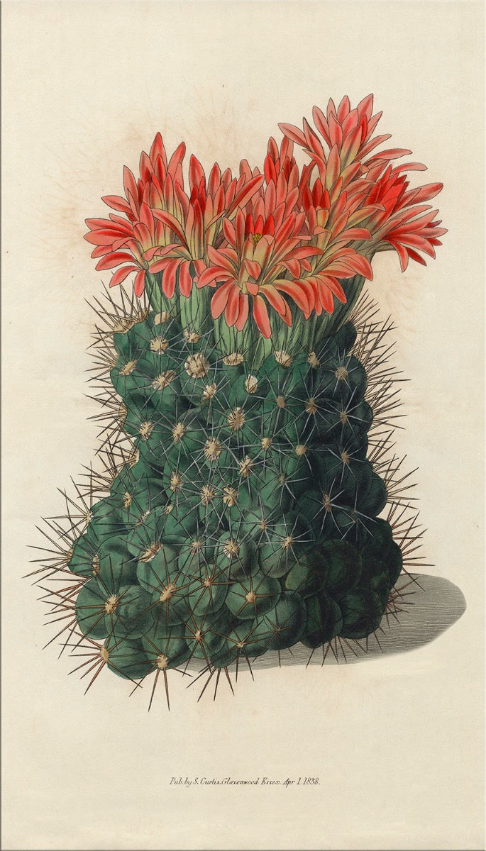 Image of "Cacti 2"