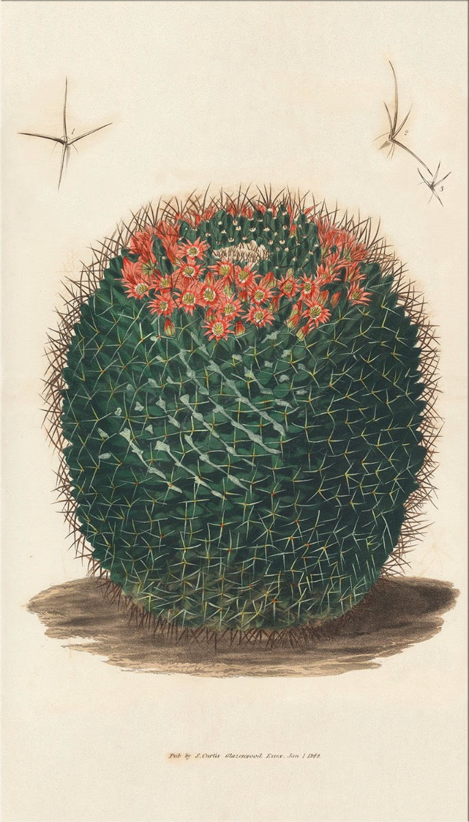 Image of "Cacti 3"