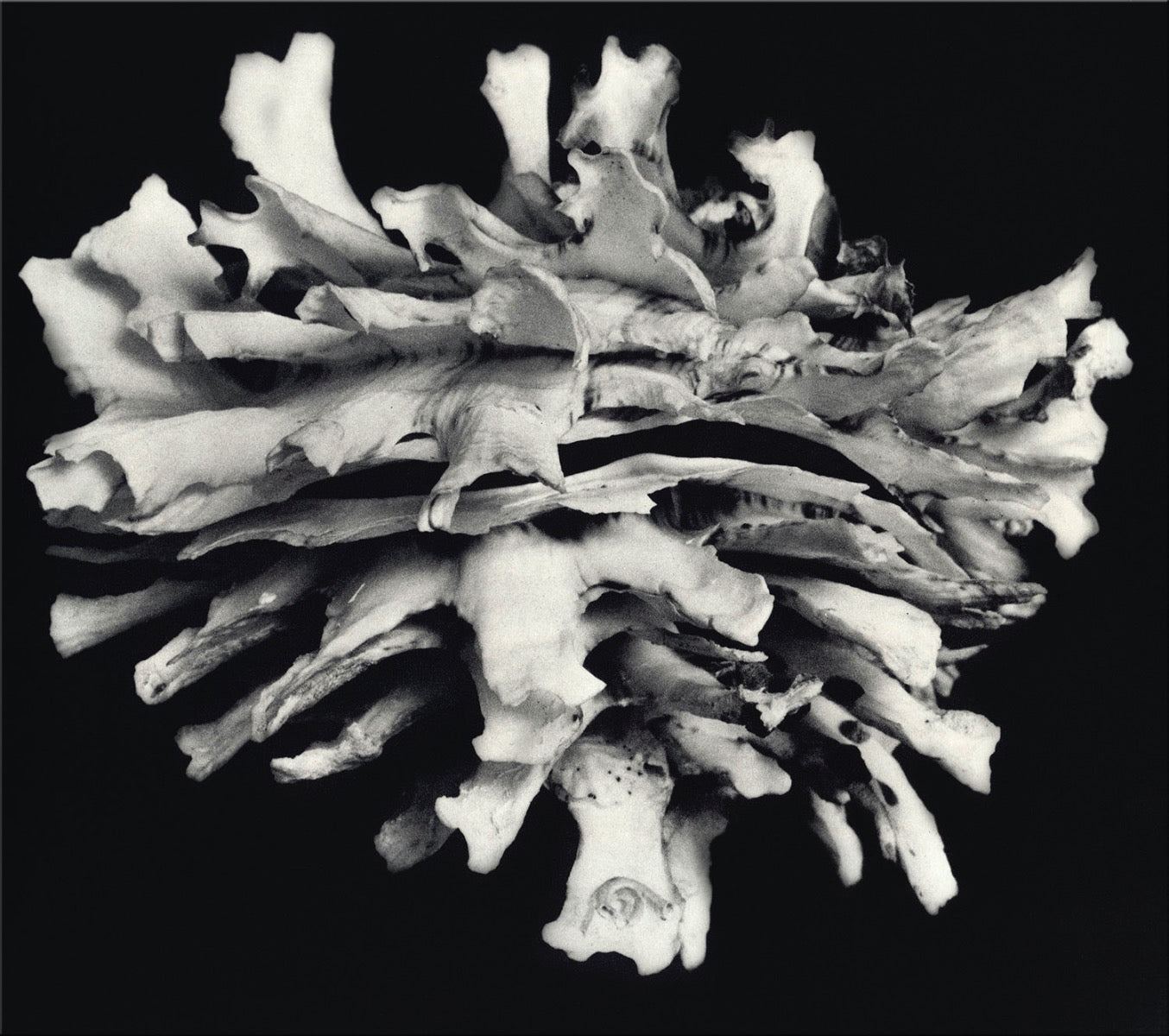 Image of "Black & White Shell 2"