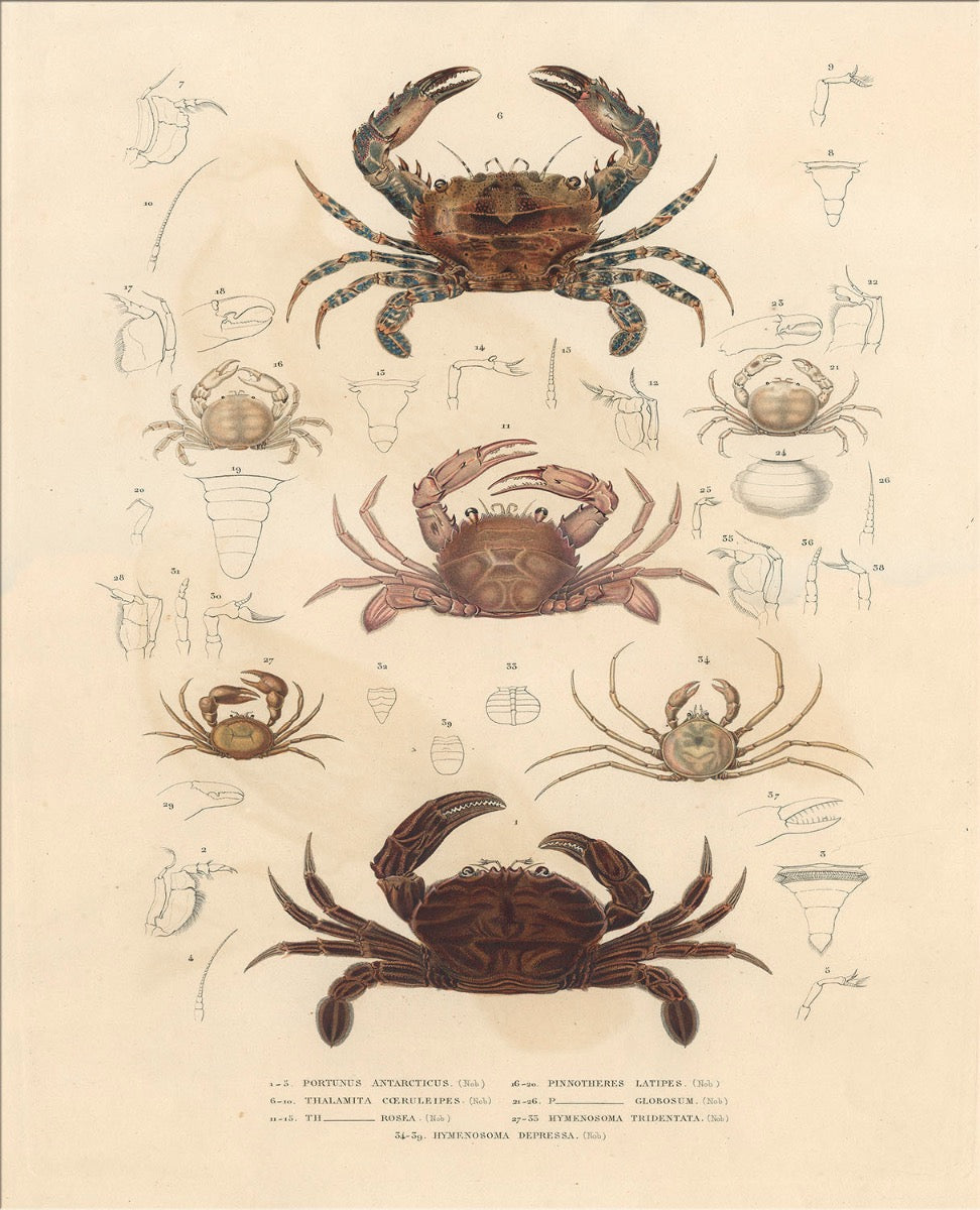 Image of "Crab Story"