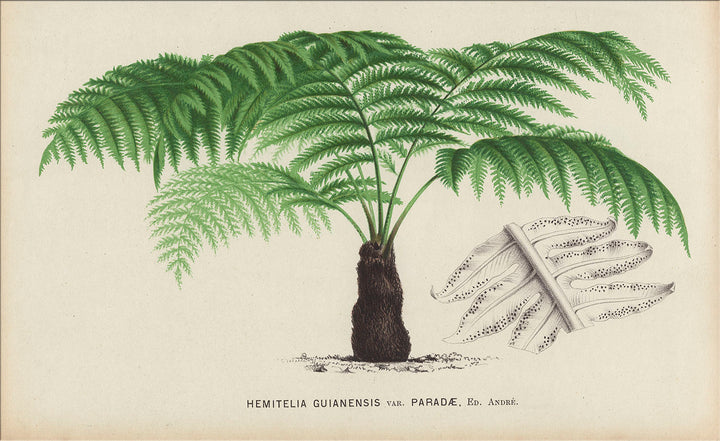 Image of "Cycas Heitelia 1"