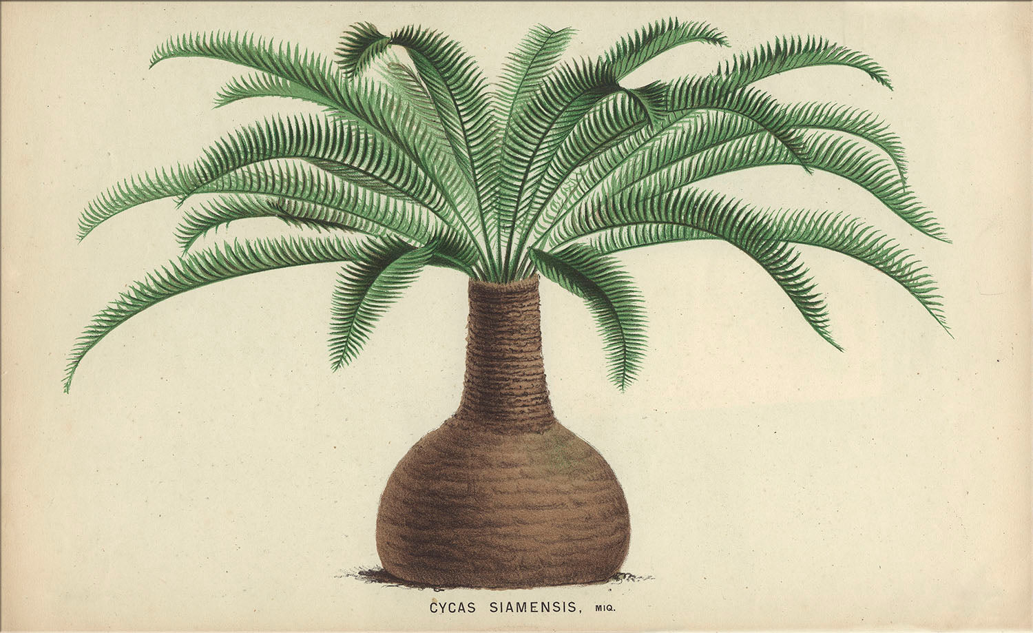 Image of "Cycas Heitelia 2"