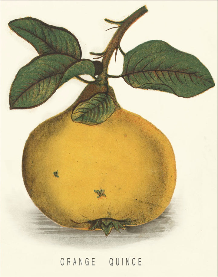 Image of "Orange Quince"