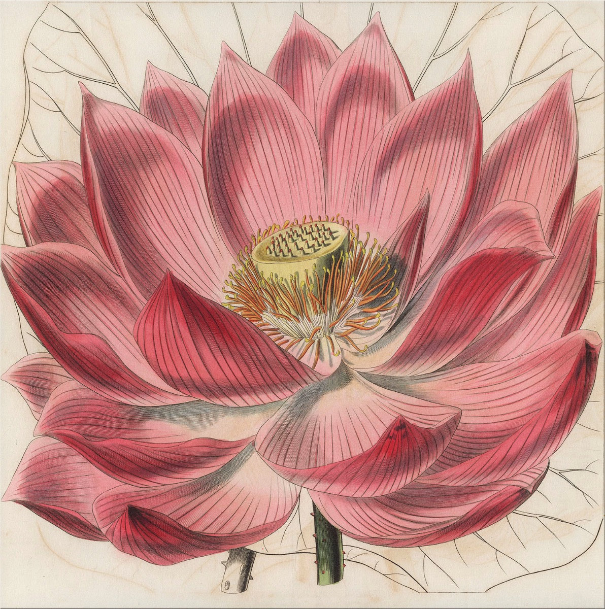 Image of "Pink Lotus"