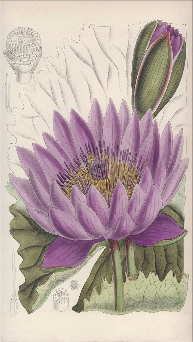 Image of "Purple Lotus"