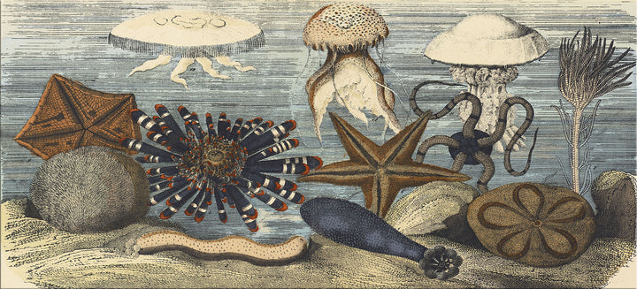 Image of "Sea Life Story"