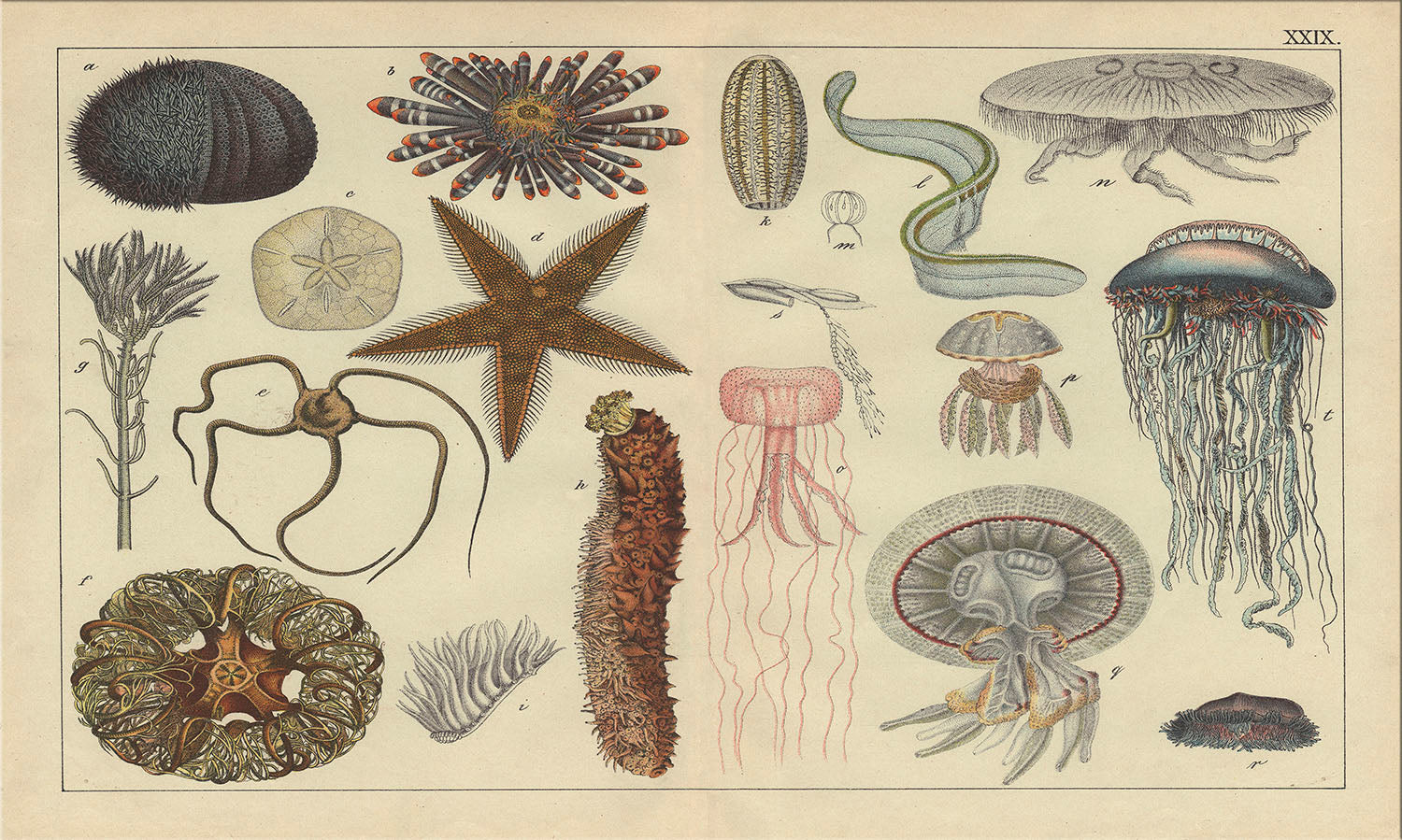 Image of "Sea Life Montage"