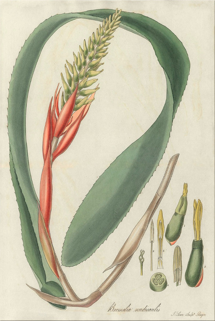 Image of "Tricolor Bromelia 2"