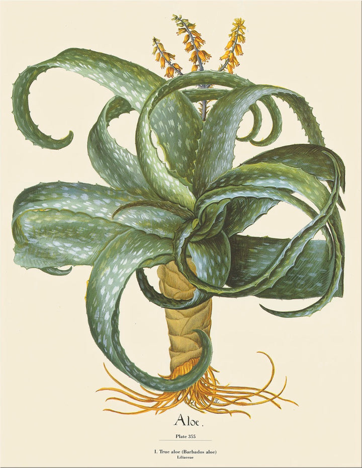 Image of "Aloe"