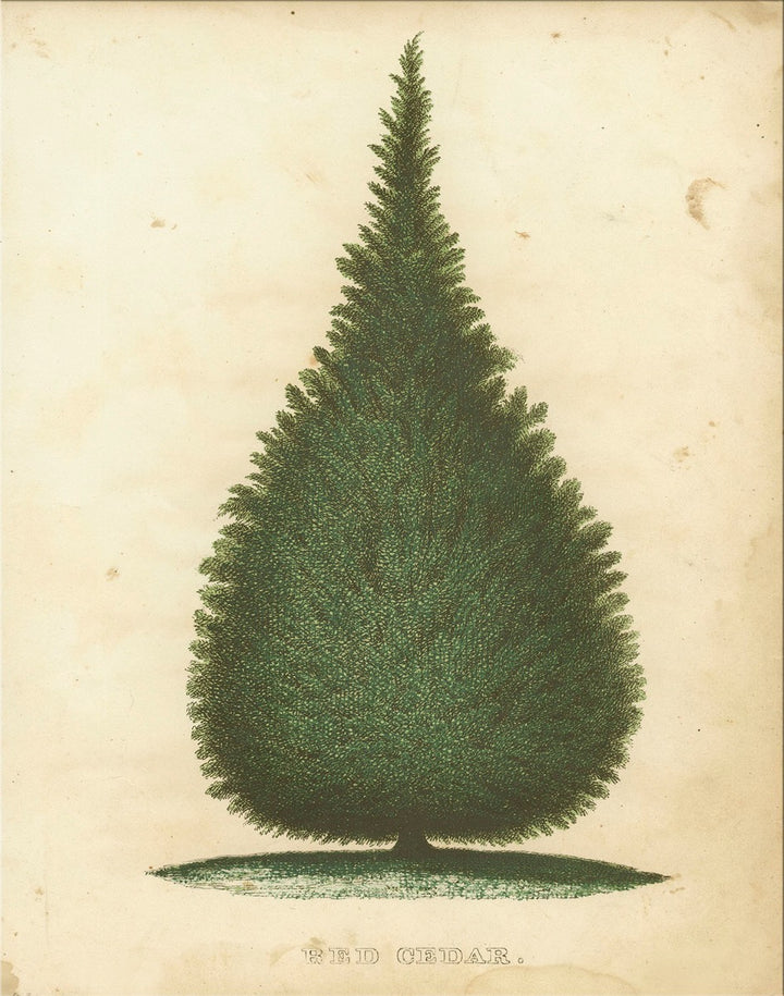 Image of "Cedar"