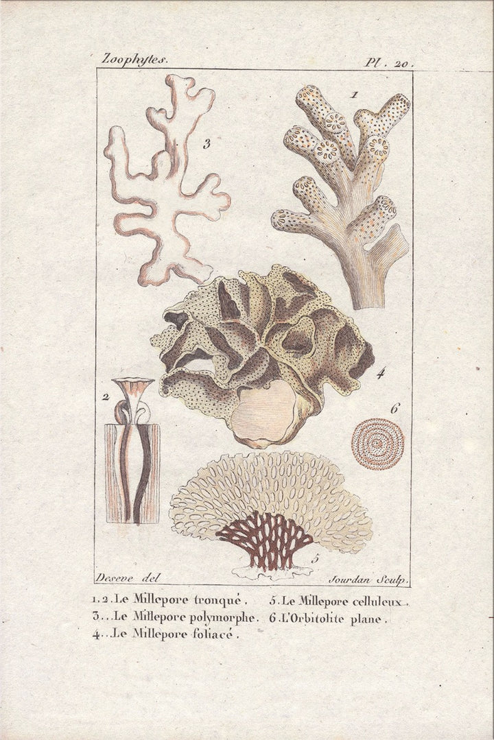 Image of "Coral Collection 1"