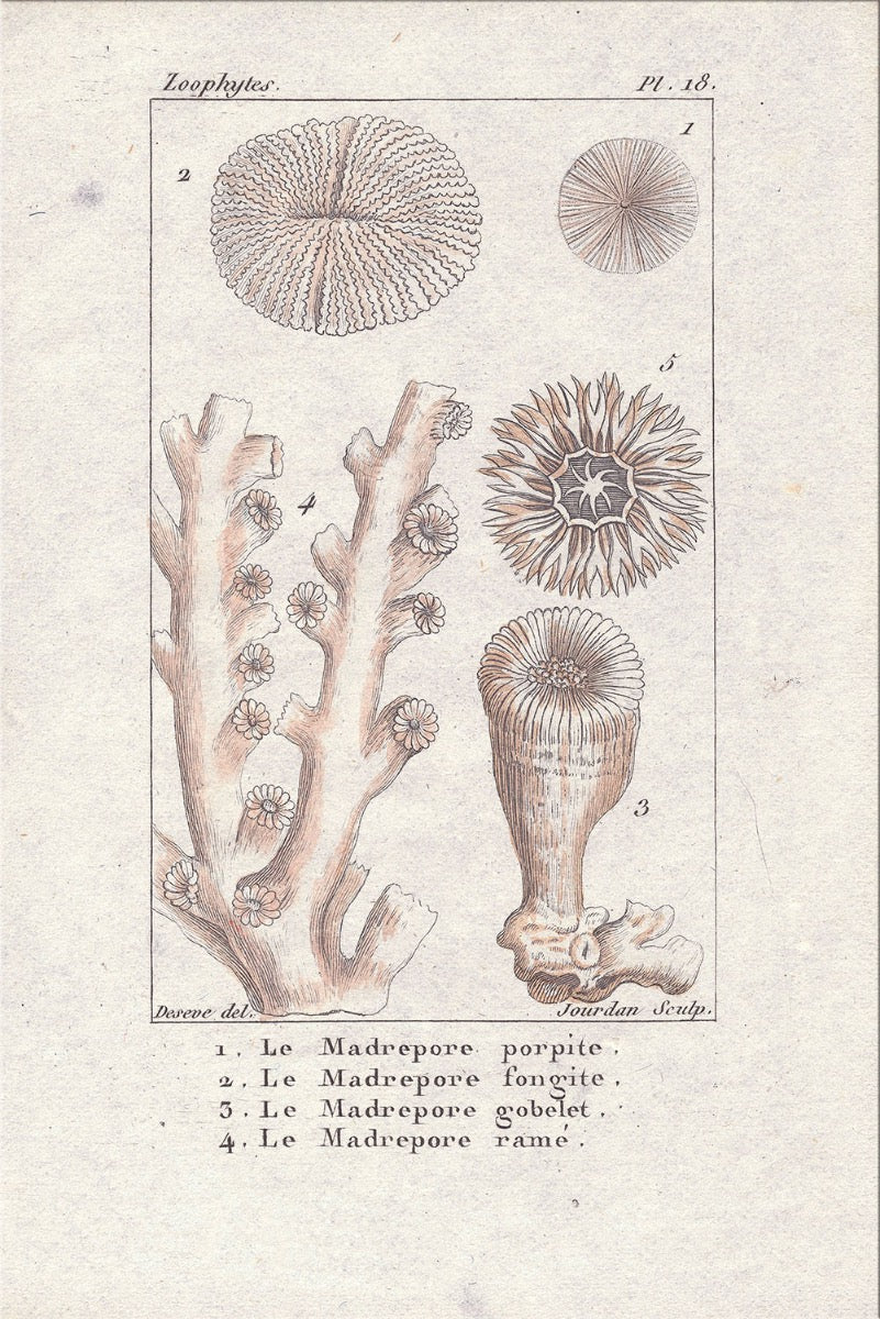 Image of "Coral Collection 2"