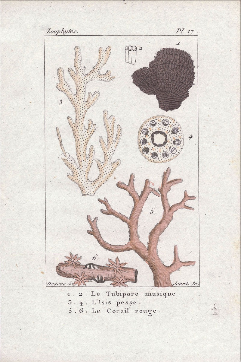 Image of "Coral Collection 3"