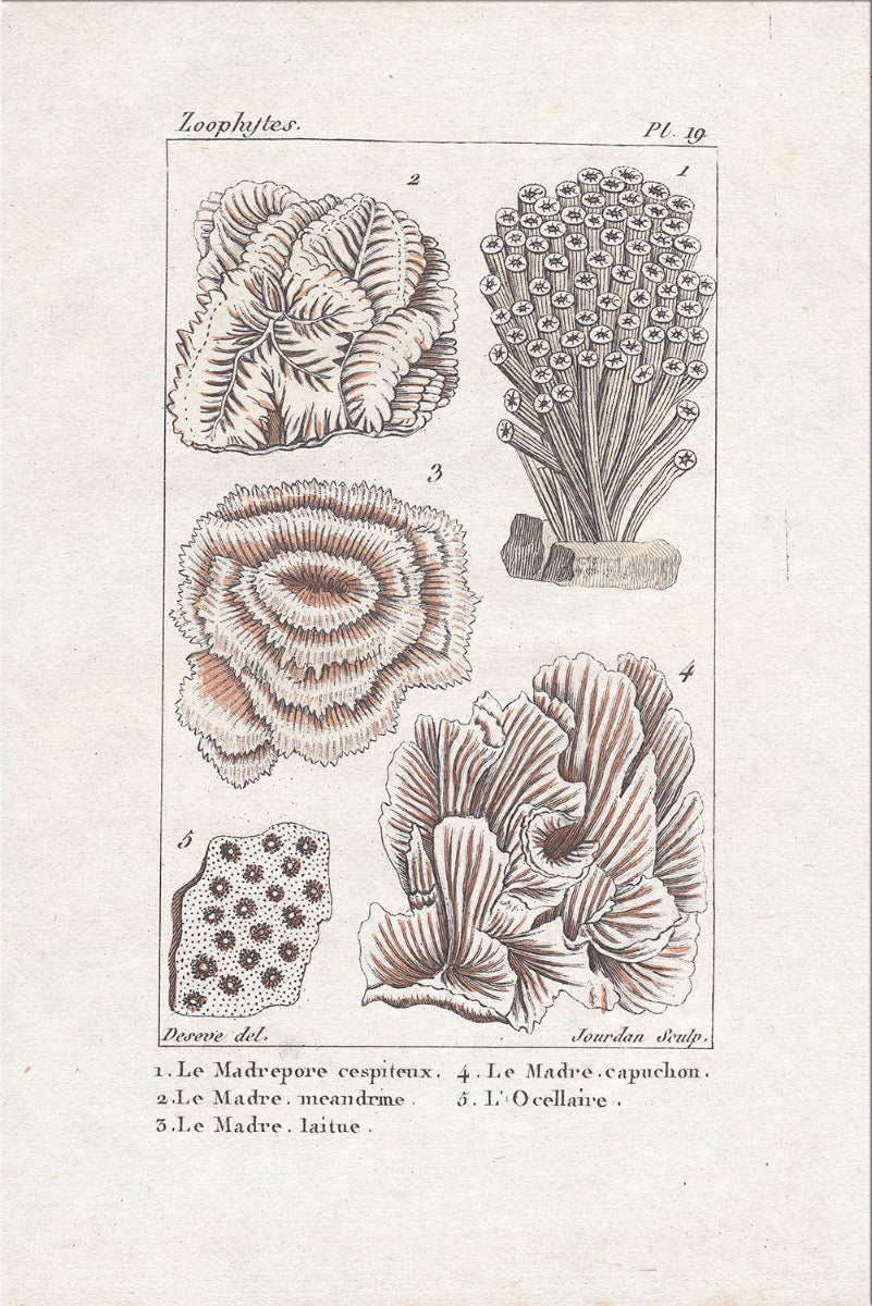 Image of "Coral Collection 4"