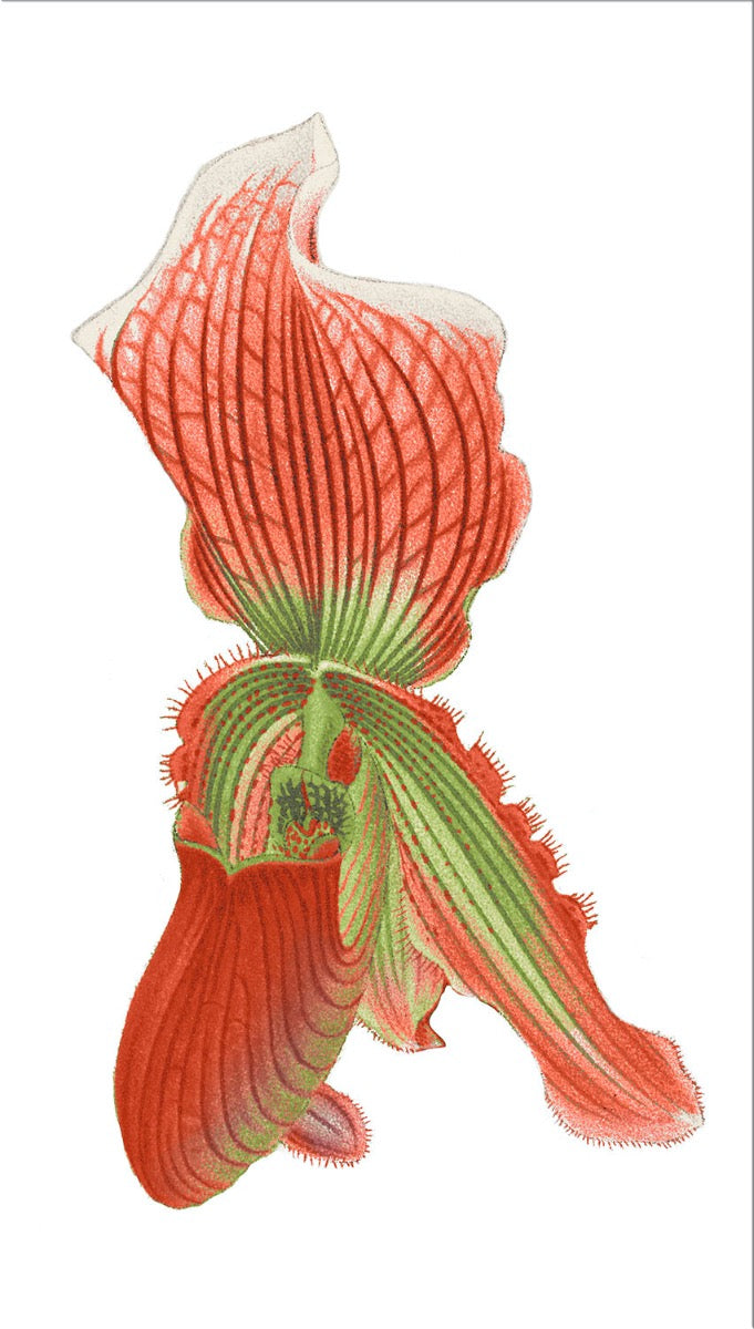 Image of "Cypripedium Vexillarium 1"