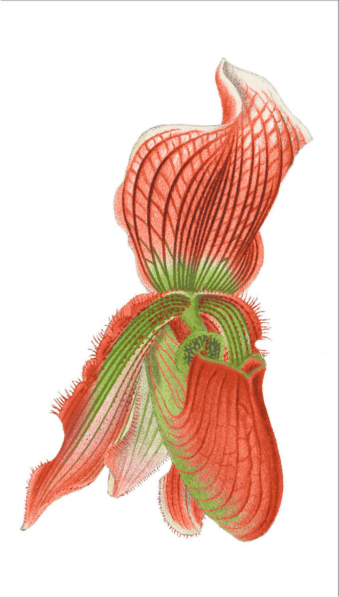 Image of "Cypripedium Vexillarium 2"