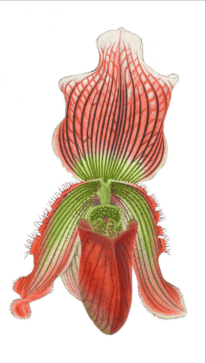 Image of "Cypripedium Vexillarium 3"