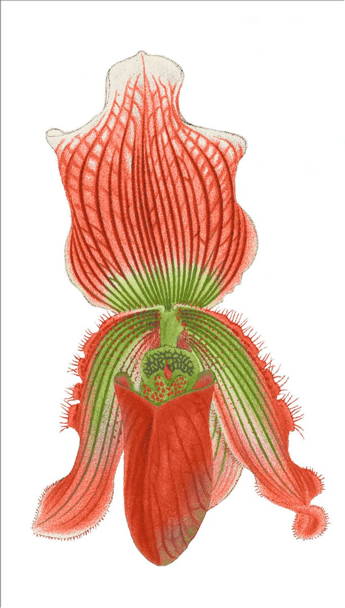 Image of "Cypripedium Vexillarium 4"