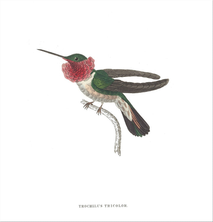 Image of "Hummingbird 3 - Tricolor"