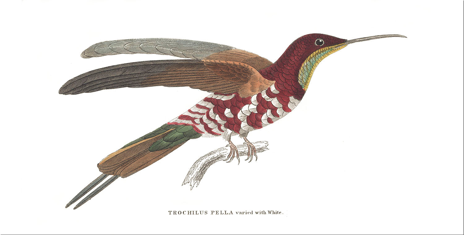 Image of "Hummingbird 4 - Pella"