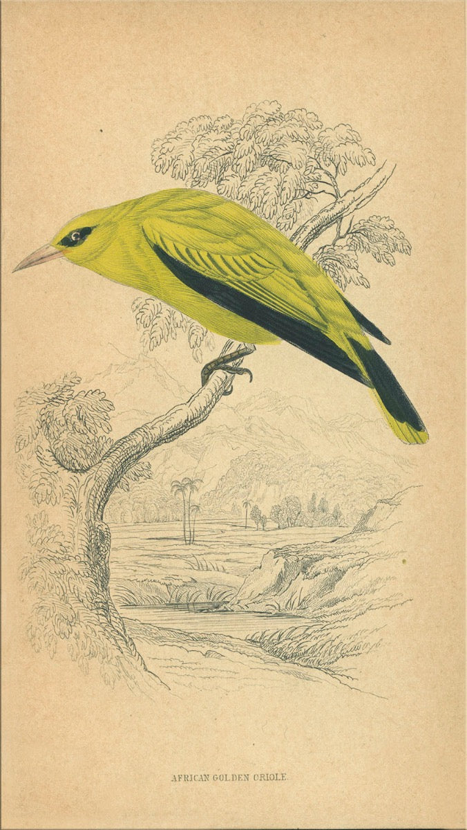 Image of "Small Bird 4"