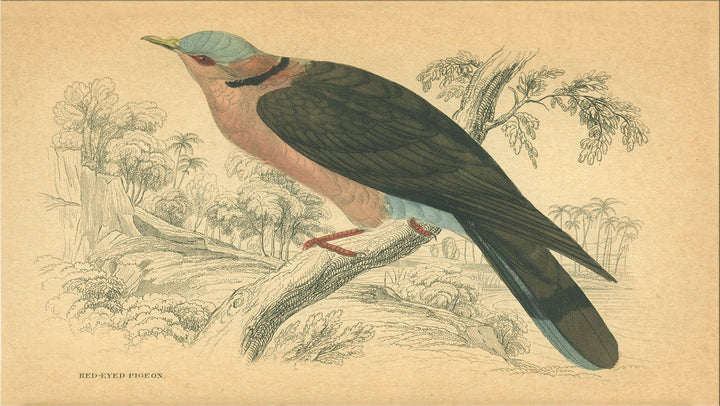 Image of "Small Bird 6"