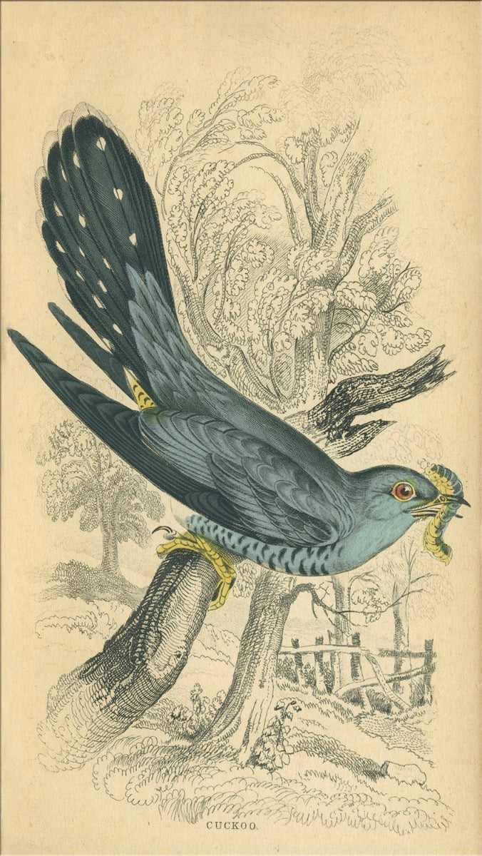 Image of "Small Bird 7"