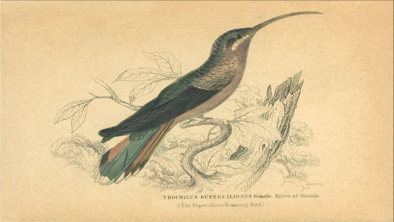 Image of "Small Bird 8"