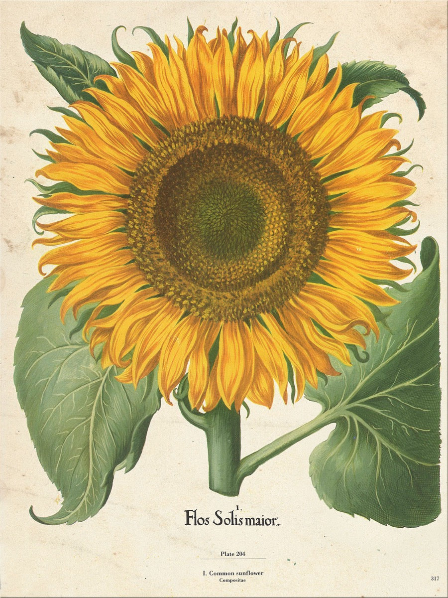 Image of "Sunflower 1"