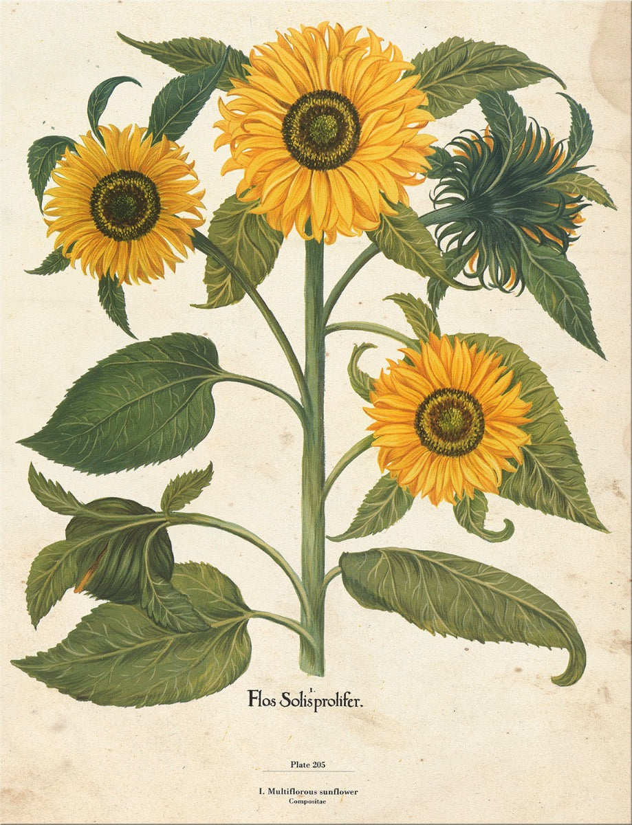 Image of "Sunflower 2"