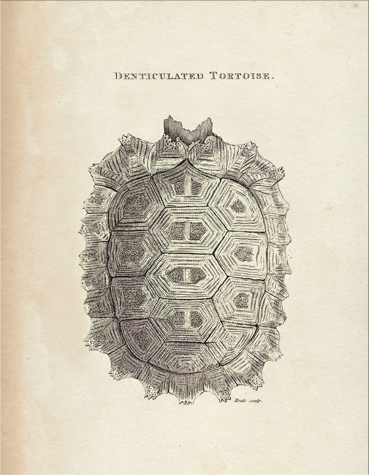 Image of "Tortoise Shell"