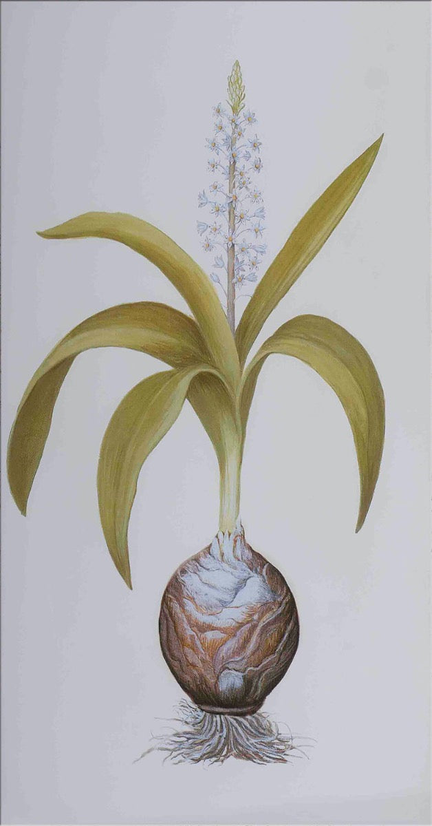 Image of "Scilla Alba"