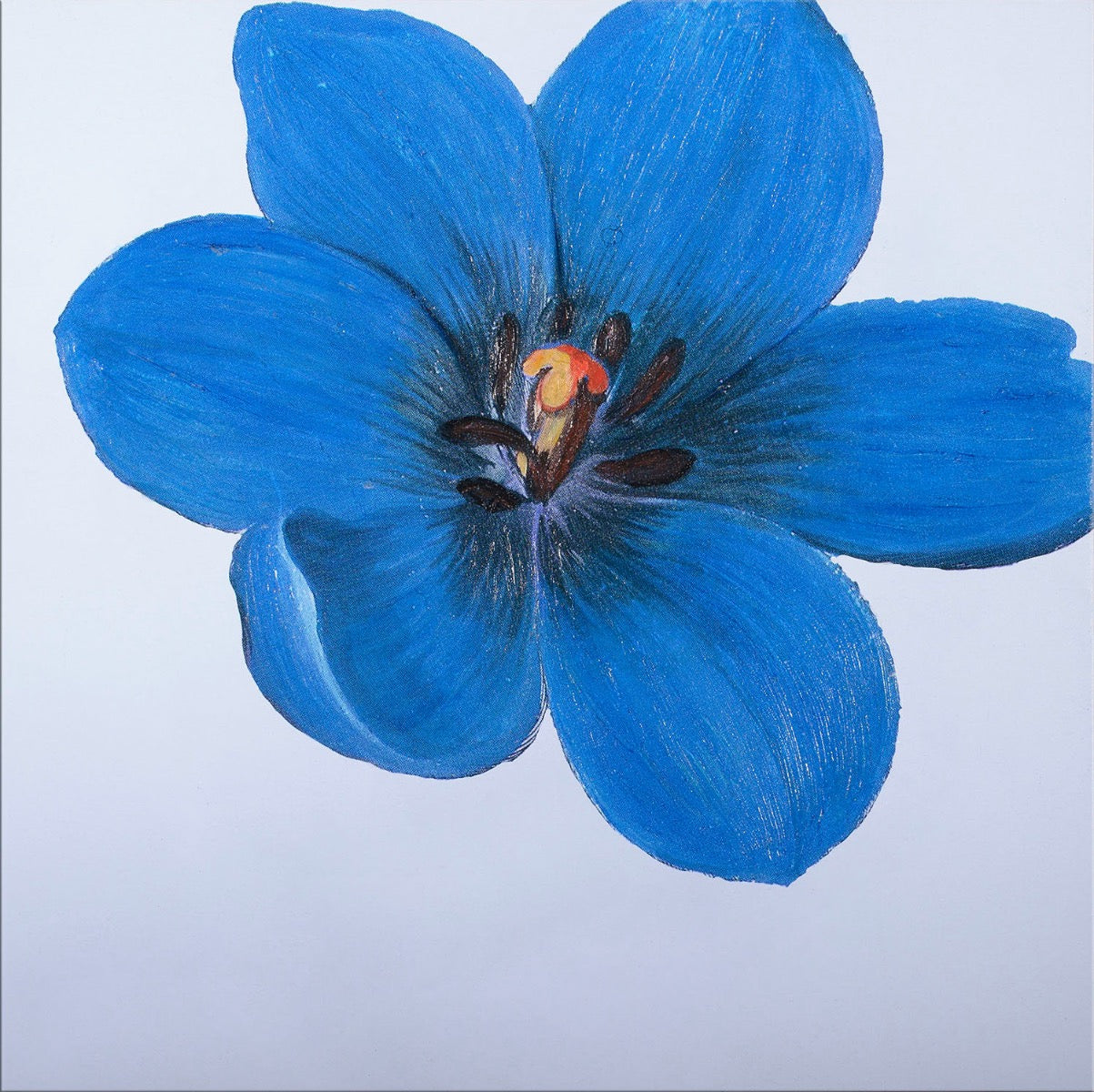 Image of "Tulipa - Blue"