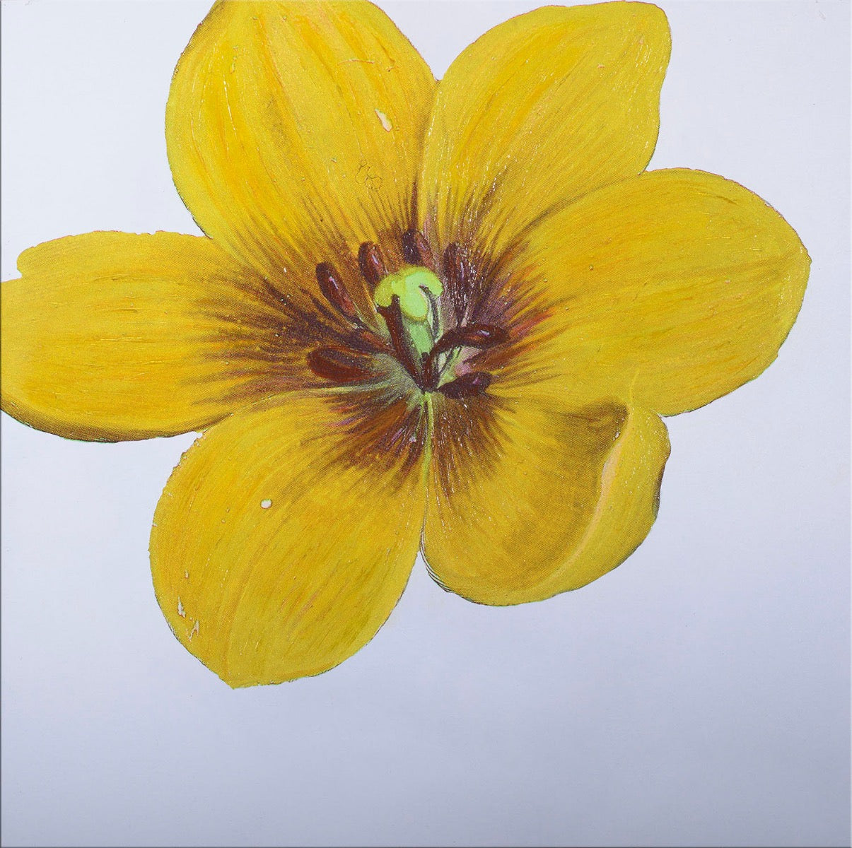 Image of "Tulipa - Yellow"