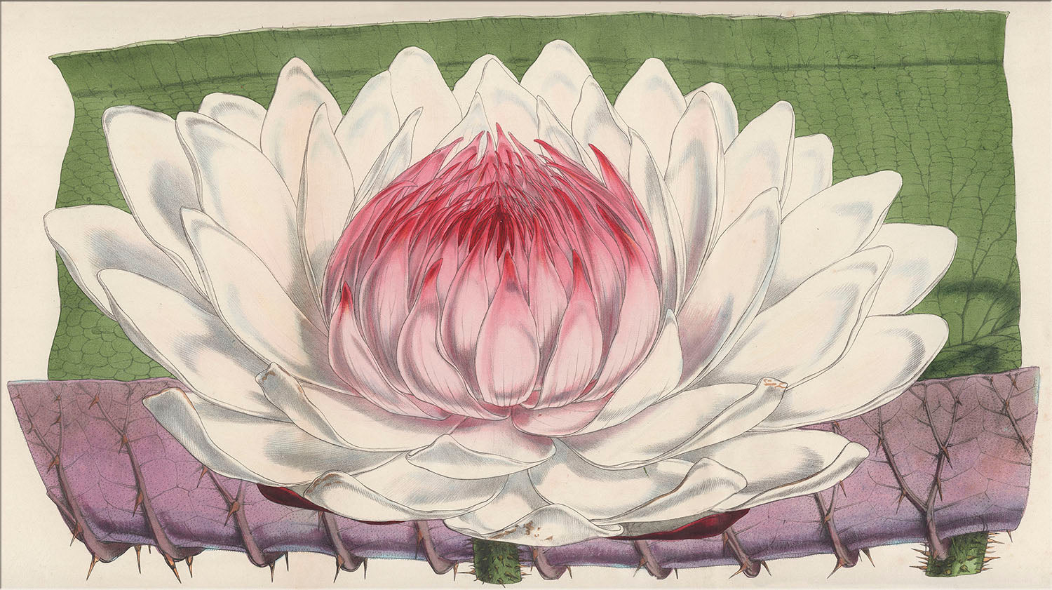 Image of "Lotus Flower"