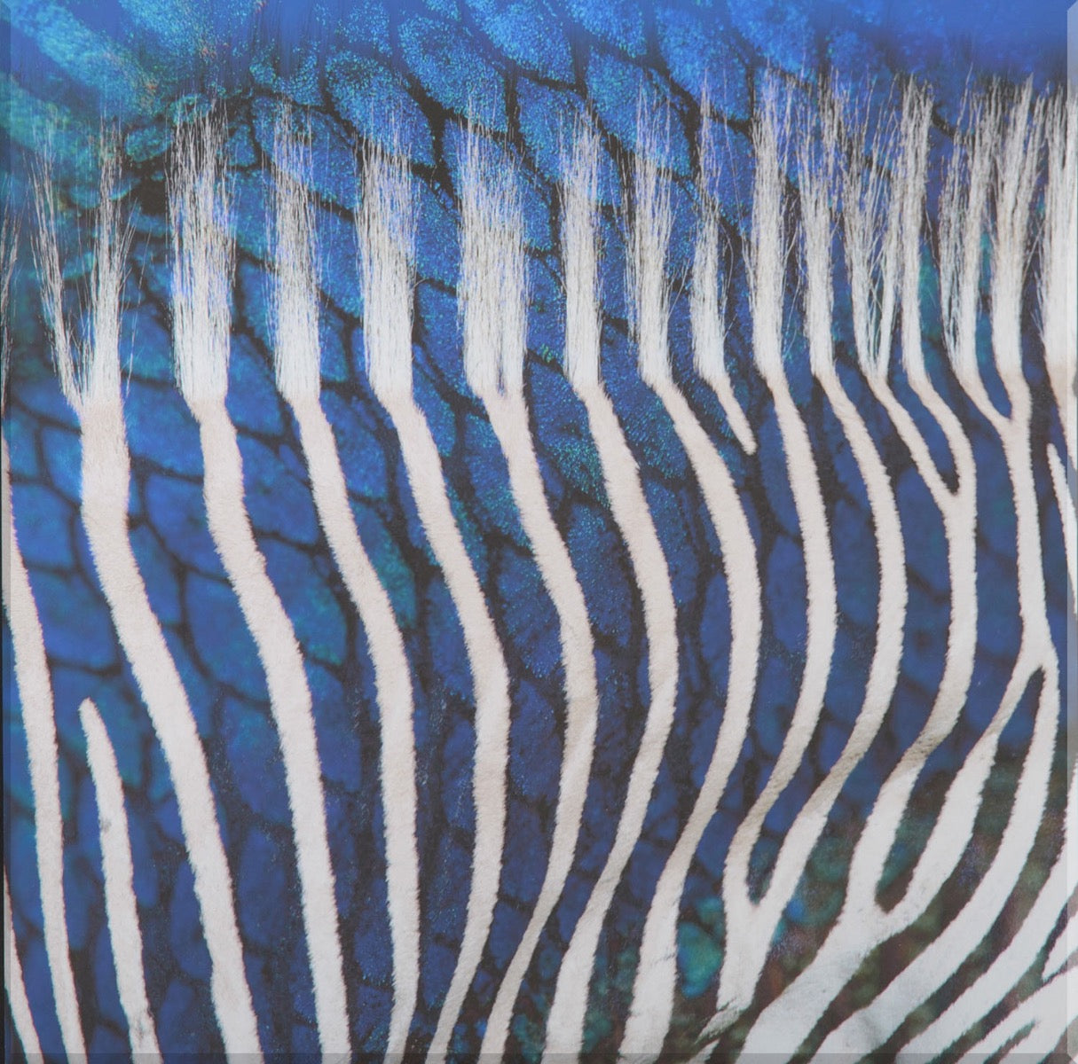 Image of "Zebra 1"