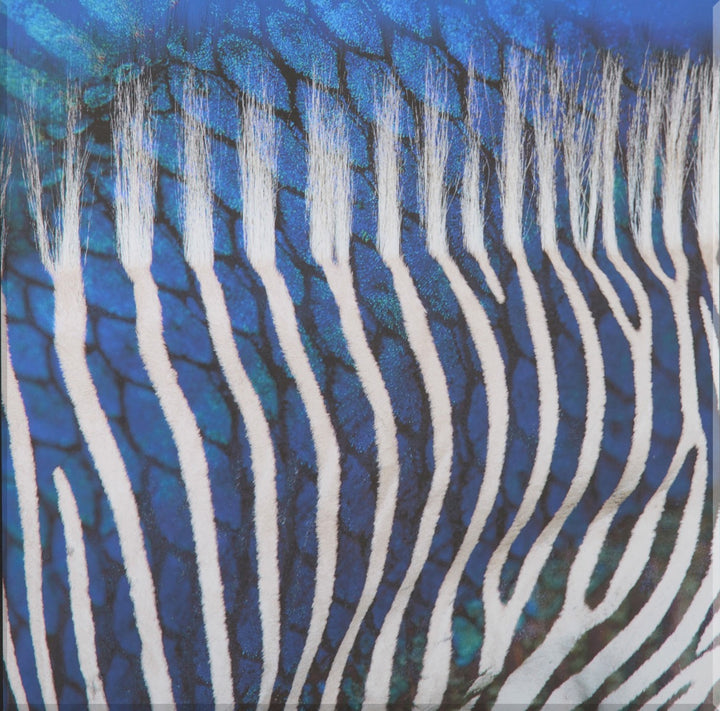 Image of "Zebra 1"