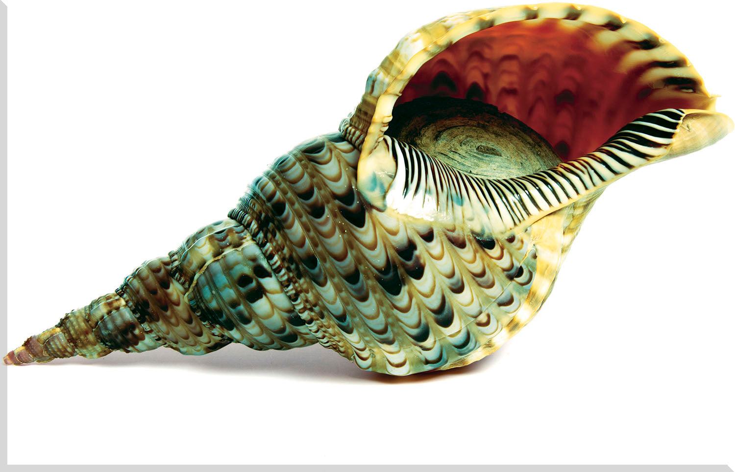 Image of "Golden Shells 3"