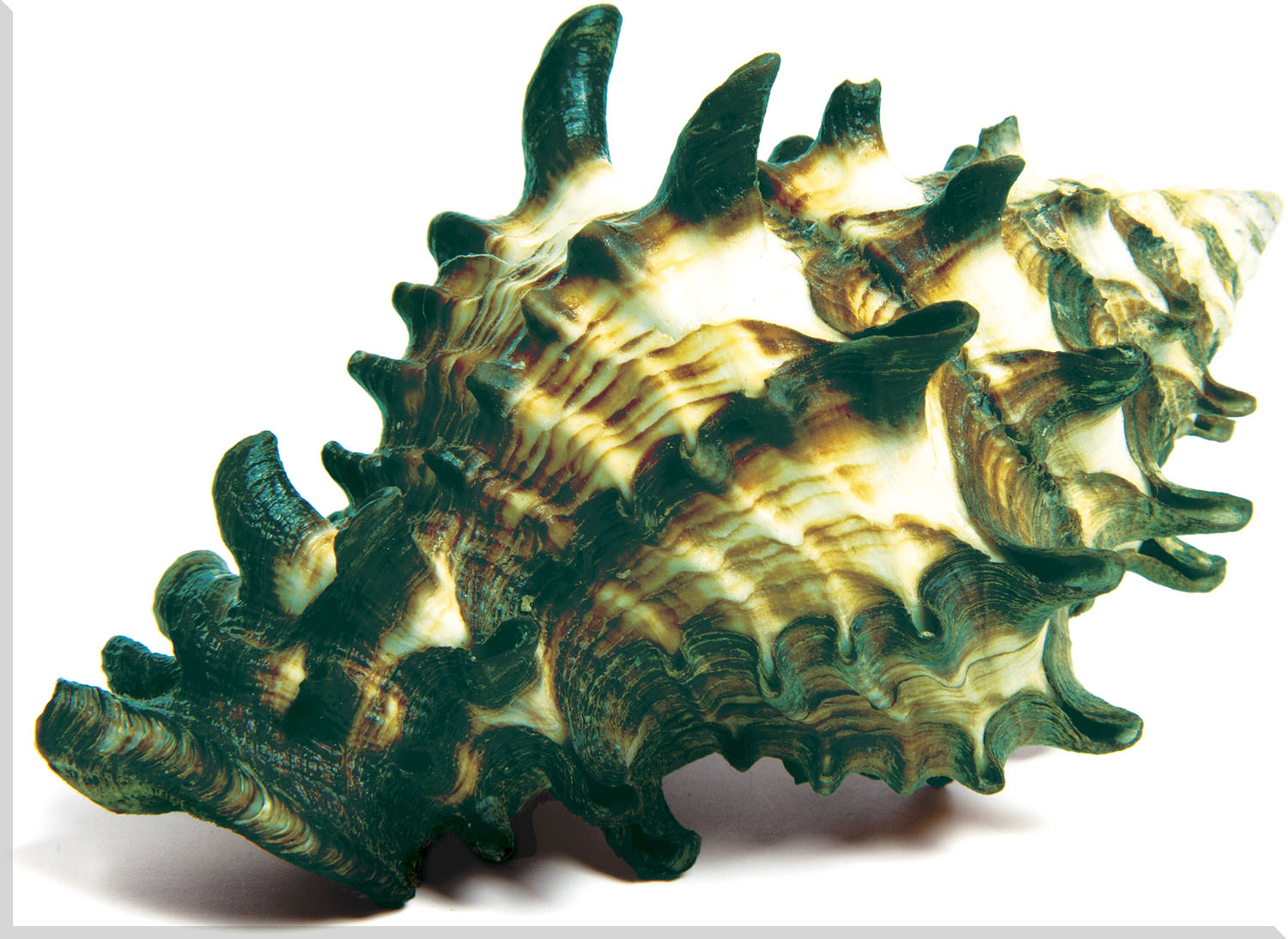 Image of "Golden Shells 5"